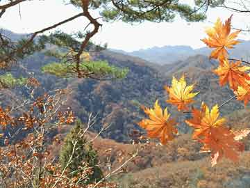 孔雀開屏色彩瞌，紅綠特碼送彩民打一生肖,深度解答解释落实_iz44.36.80